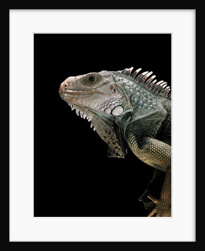 Iguana iguana (green iguana) by Anonymous