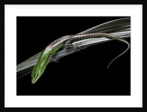 Lamprolepis (Dasia) smaragdina (emerald skink) by Anonymous