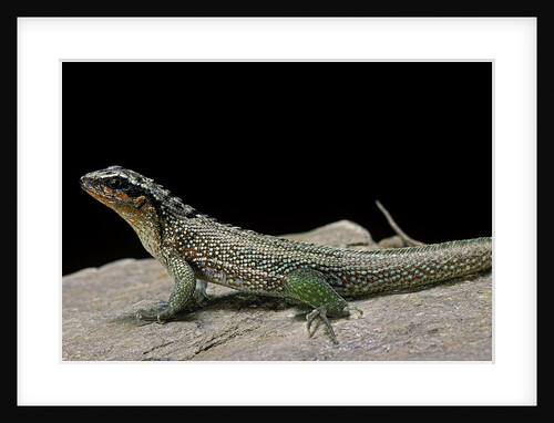 Leiocephalus schreibersi (red-sided curly-tail) by Anonymous