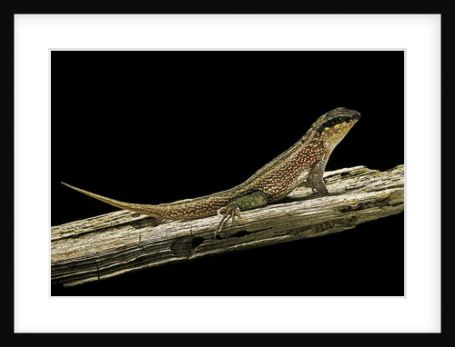 Leiocephalus schreibersi (red-sided curly-tail) by Anonymous