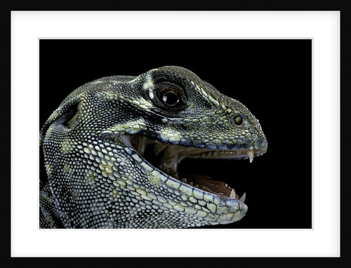 Leiolepis belliana (butterfly lizard) by Anonymous