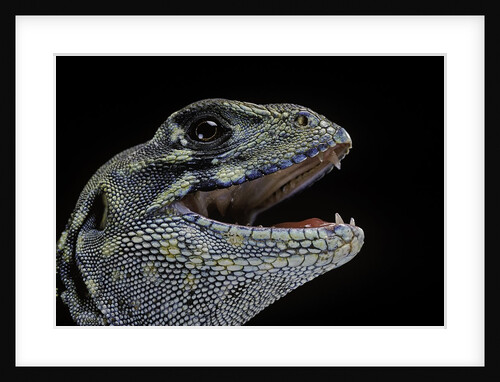 Leiolepis belliana (butterfly lizard) by Anonymous