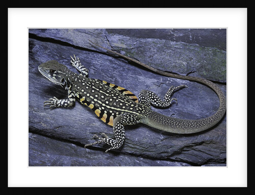 Leiolepis belliana (butterfly lizard) by Anonymous