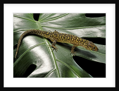 Lepidophyma flavimaculatum (bark lizard) by Anonymous
