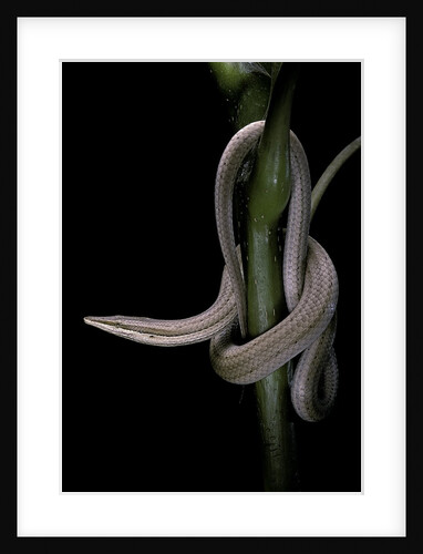 Lialis jicari (New Guinea snake-lizard) by Anonymous