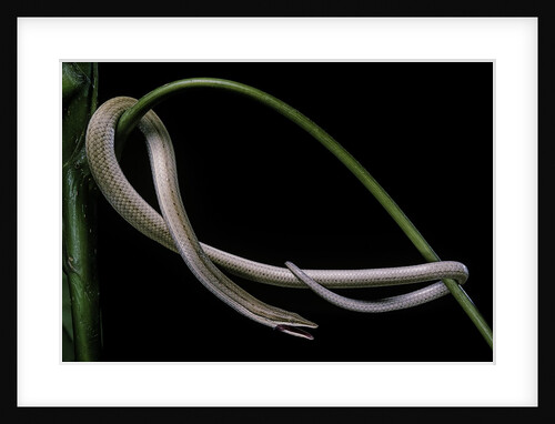Lialis jicari (New Guinea snake-lizard) by Anonymous