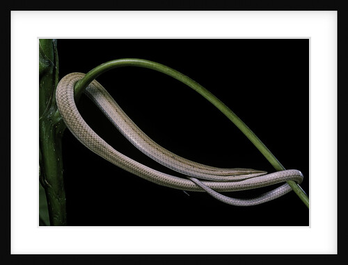 Lialis jicari (New Guinea snake-lizard) by Anonymous