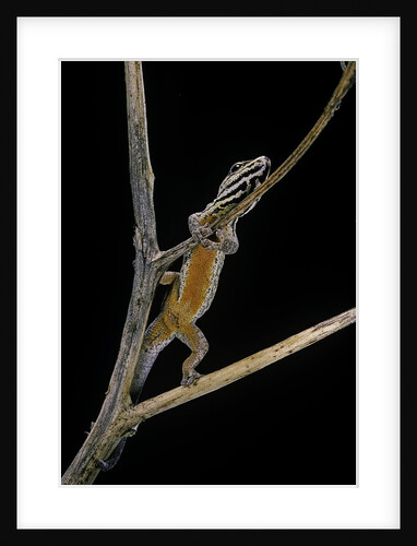 Lygodactylus gutturalis (dwarf gecko) by Anonymous