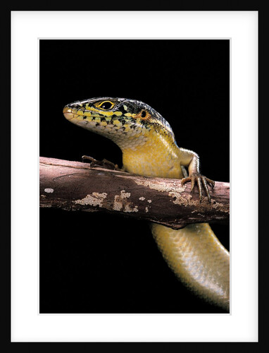 Mabuya varia (variable skink) by Anonymous