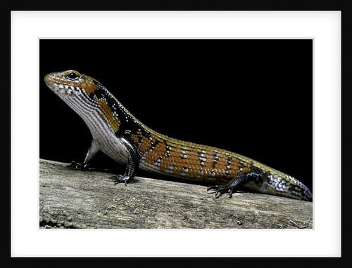 Lepidothyris (Riopa) fernandi (true fire skink) by Anonymous