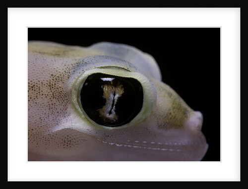 Palmatogecko rangei (Namib sand gecko) - eye by Anonymous