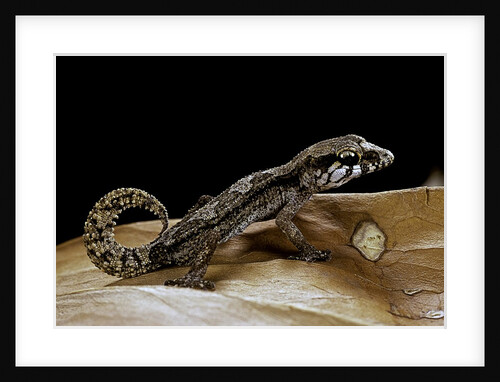 Paroedura androyensis (Grandidier's Madagasoer ground gecko) by Anonymous