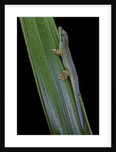 Phelsuma cepediana (blue-tailed day gecko) by Anonymous