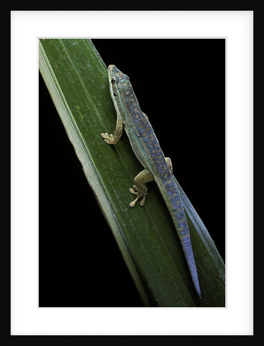 Phelsuma cepediana (blue-tailed day gecko) by Anonymous
