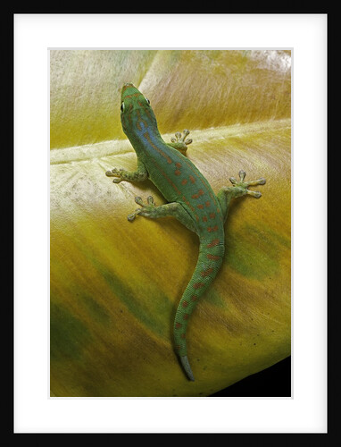Phelsuma guimbeaui (Maurisius day gecko) by Anonymous