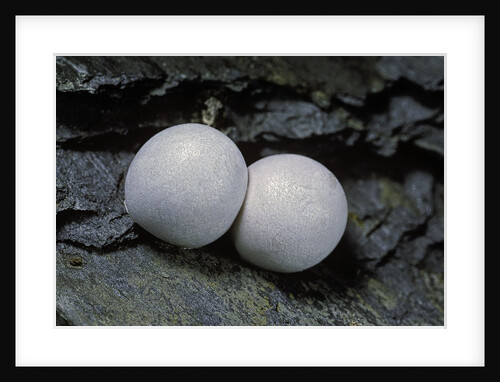 Phelsuma ornata (ornate day gecko) - eggs by Anonymous
