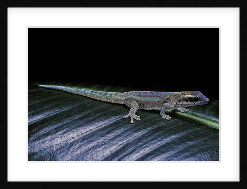 Phelsuma ornata ornata (ornate day gecko) by Anonymous