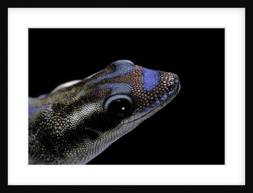 Phelsuma ornata ornata (ornate day gecko) by Anonymous