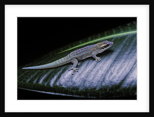 Phelsuma ornata ornata (ornate day gecko) by Anonymous