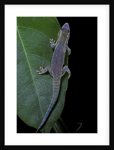 Phelsuma ornata ornata (ornate day gecko) by Anonymous