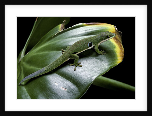 Phelsuma quadriocellata (Peacock day gecko) by Anonymous