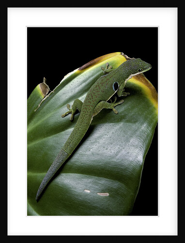 Phelsuma quadriocellata (Peacock day gecko) by Anonymous