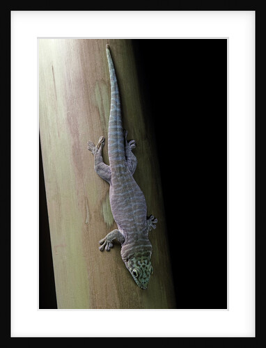 Phelsuma standingi (standing's day gecko) by Anonymous