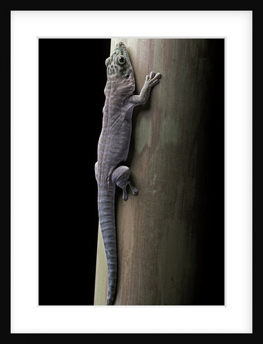 Phelsuma standingi (standing's day gecko) by Anonymous