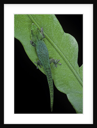 Phelsuma v-nigra (Indian day gecko) by Anonymous