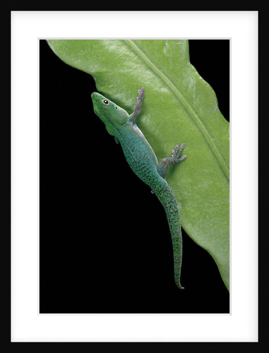 Phelsuma v-nigra (Indian day gecko) by Anonymous