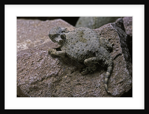 Phrynosoma modestum (roundtailed horned lizard) by Anonymous