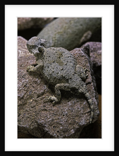 Phrynosoma modestum (roundtailed horned lizard) by Anonymous