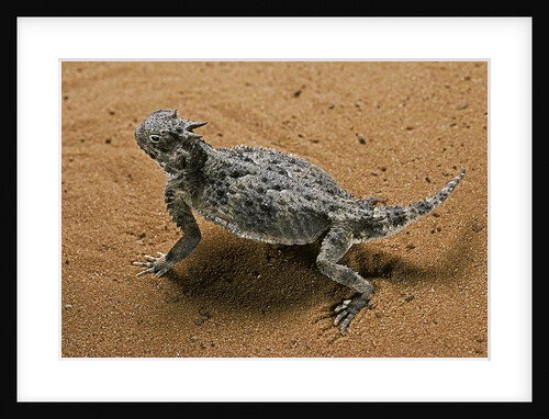 Phrynosoma platyrhinos (desert horned lizard) by Anonymous