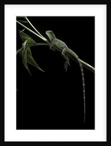 Physignathus coccinus (Asian water dragon) by Anonymous