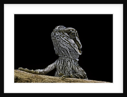 Pogona brevis (bearded dragon) - young by Anonymous