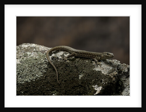 Podarcis muralis (common wall lizard) by Anonymous