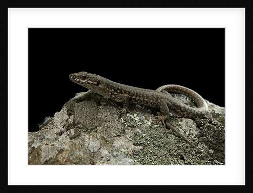 Podarcis muralis (common wall lizard) by Anonymous