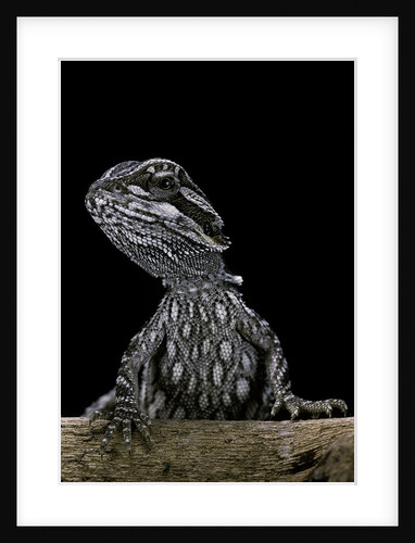 Pogona brevis (bearded dragon) - young by Anonymous