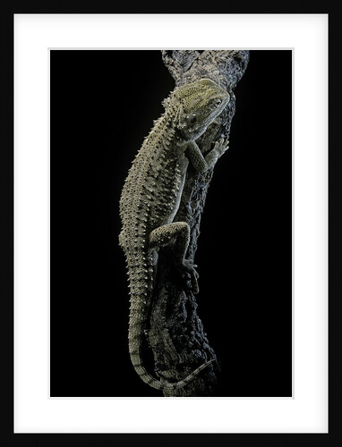 Pogona brevis (bearded dragon) by Anonymous