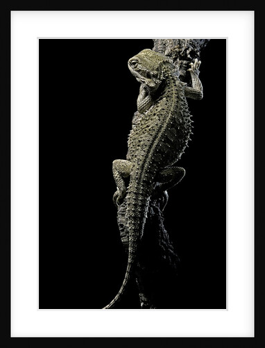 Pogona brevis (bearded dragon) by Anonymous