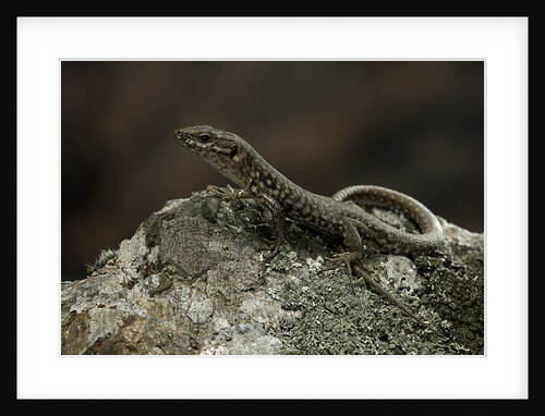 Podarcis muralis (common wall lizard) by Anonymous