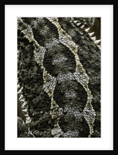 Pogona vitticeps (bearded dragon) - scales by Anonymous