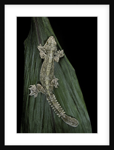 Ptychozoon kuhli (flying gecko) by Anonymous
