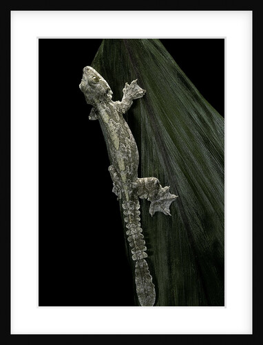 Ptychozoon kuhli (flying gecko) by Anonymous