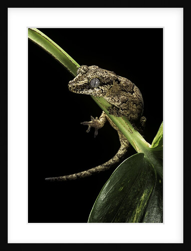 Rhacodactylus auriculatus (gargoyle gecko) by Anonymous