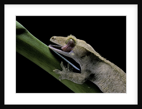 Rhacodactylus ciliatus (eyelash gecko) - cleaning its eye by Anonymous
