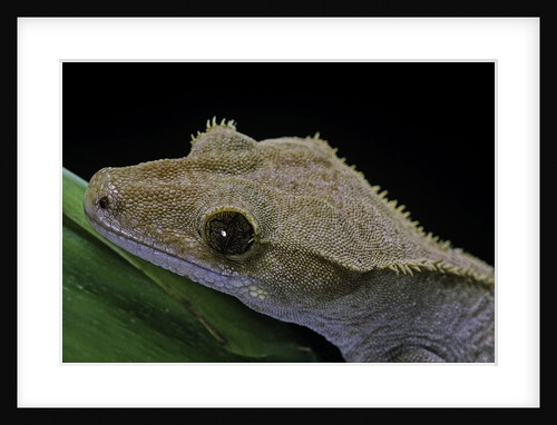 Rhacodactylus ciliatus (eyelash gecko) by Anonymous