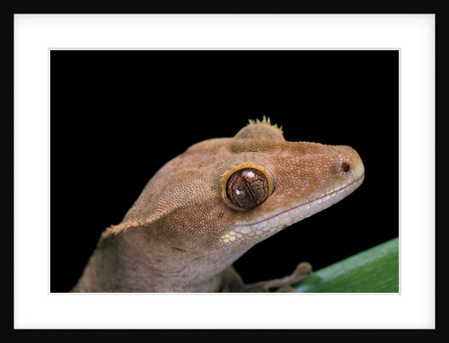 Rhacodactylus ciliatus (eyelash gecko) by Anonymous