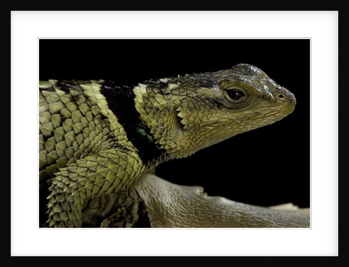 Sceloporus cyanogenys (blue spiny lizard) by Anonymous