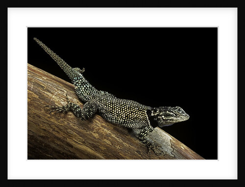 Sceloporus jarrovii (Yarrow's spiny lizard) - with two tails by Anonymous